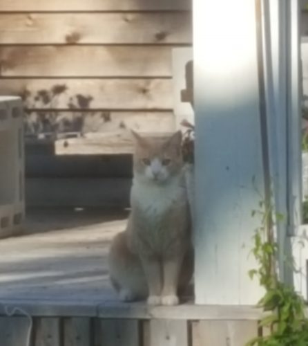 Charlie patiently waiting on the porch for feeding time and much wanted attention!
